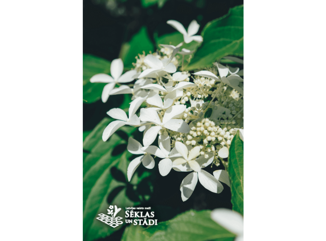 Hydrangea paniculata   GREAT STAR = 'Le Vasterival'